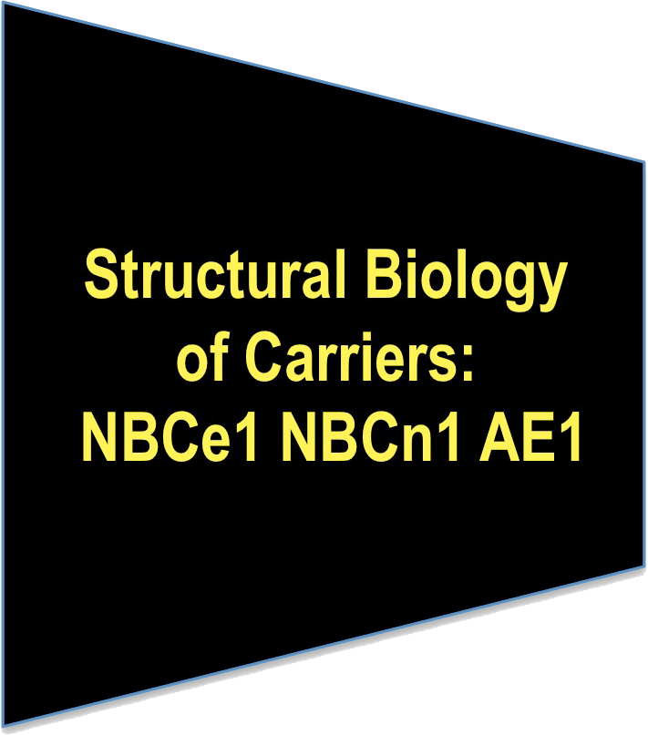 Link to NBCe1 page